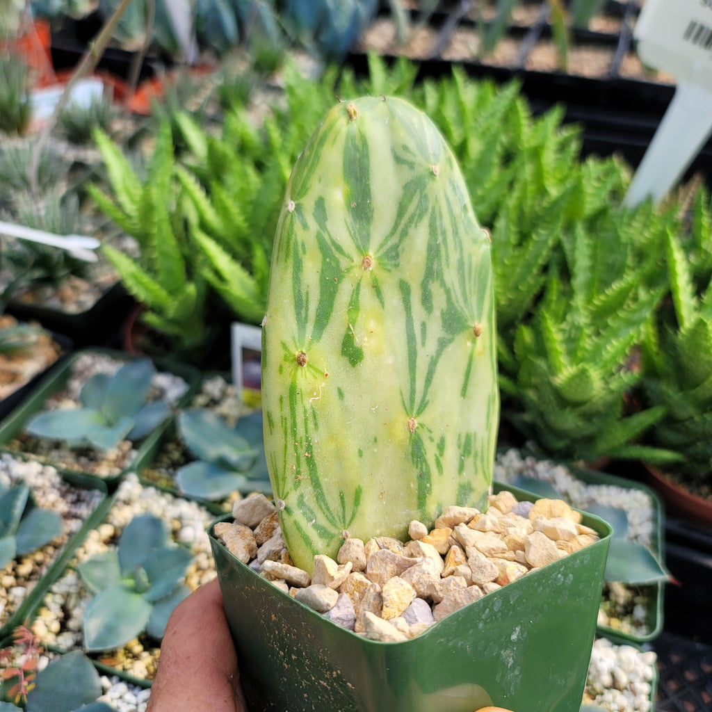 Opuntia Star Dust small