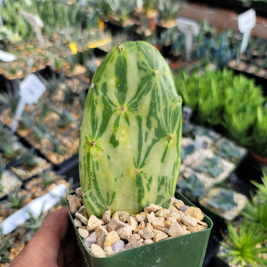 Opuntia Star Dust small