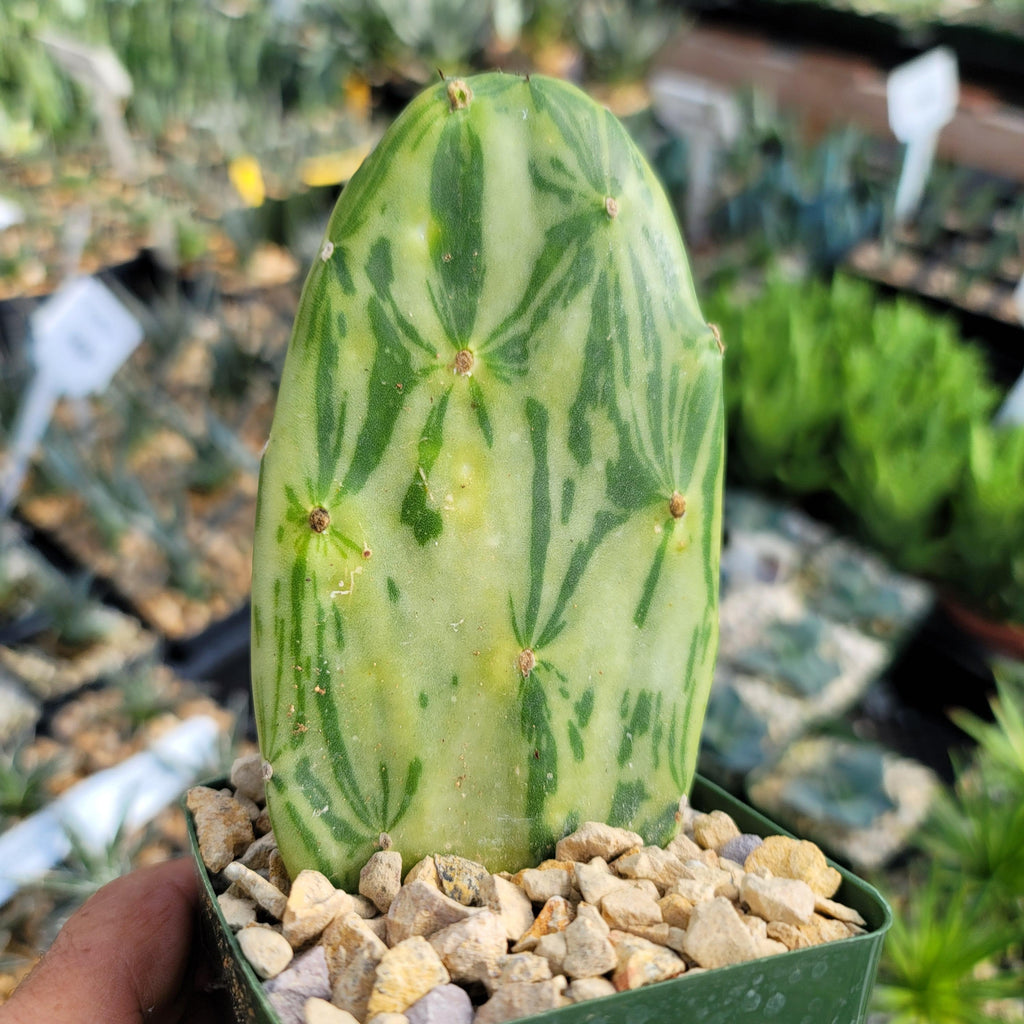 Opuntia Star Dust small