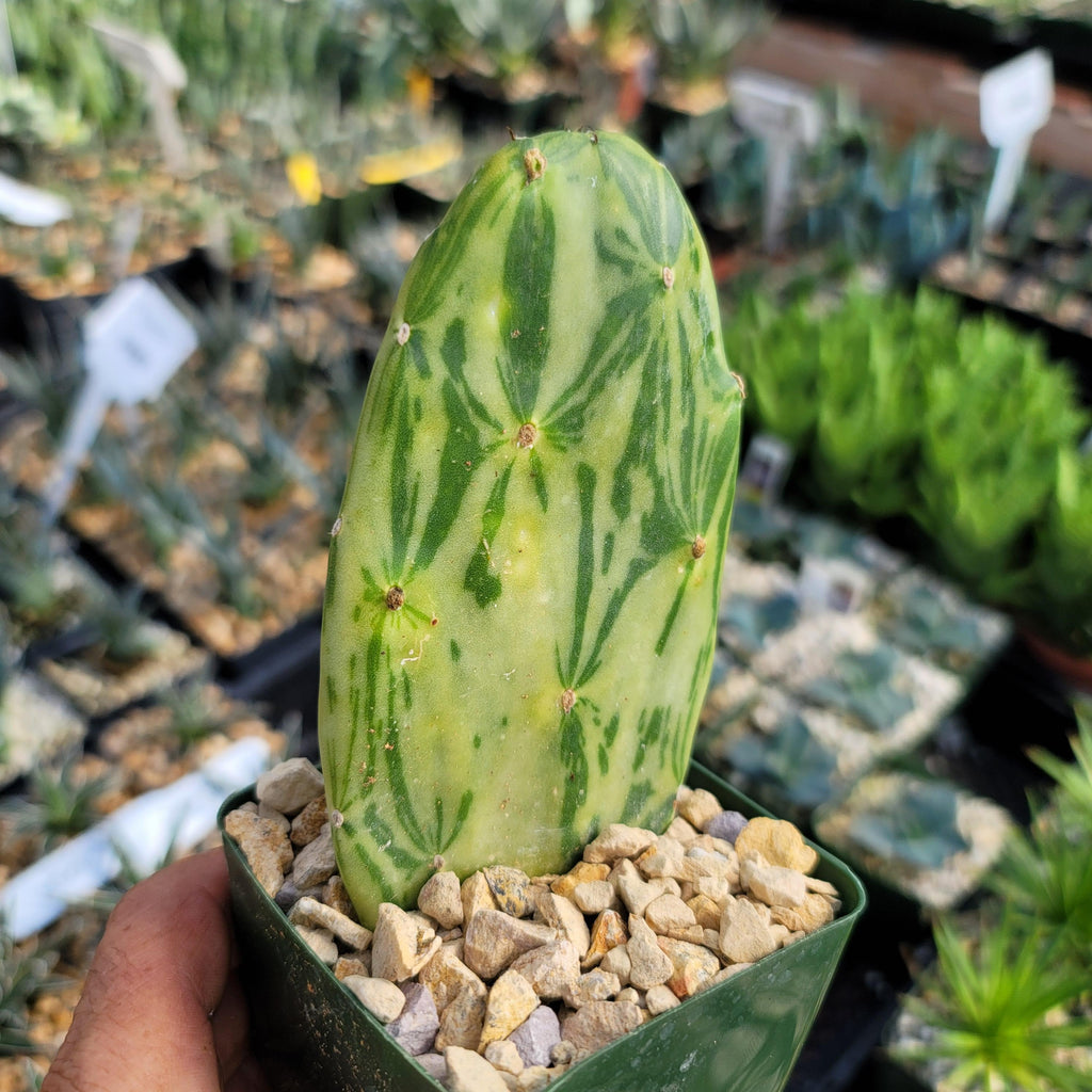 Opuntia Star Dust small