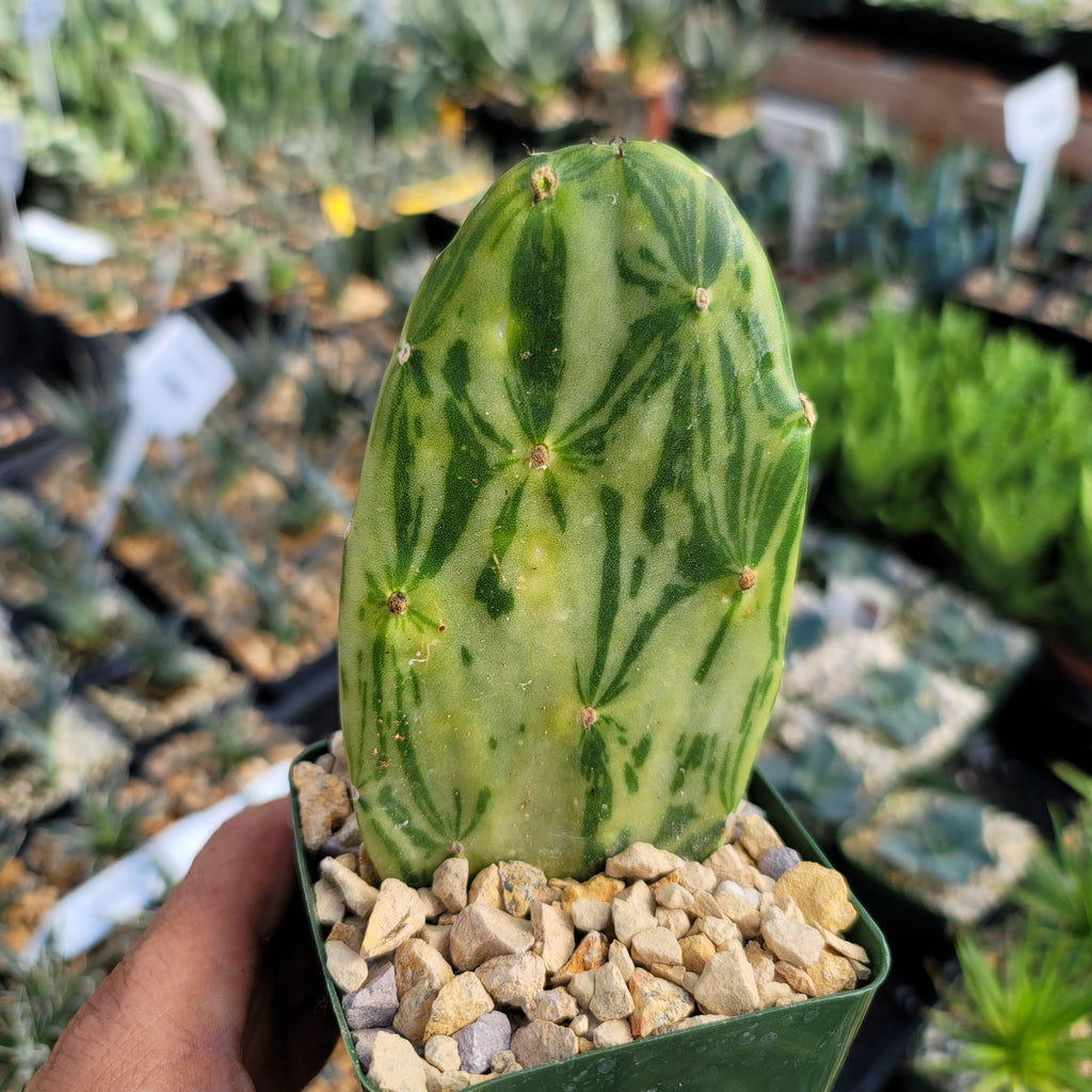 Opuntia Star Dust small