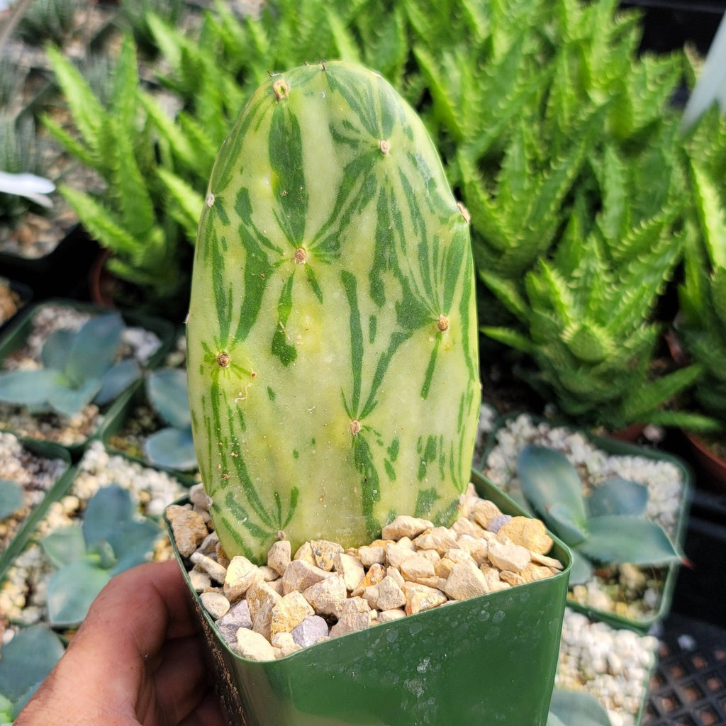 Opuntia Star Dust small