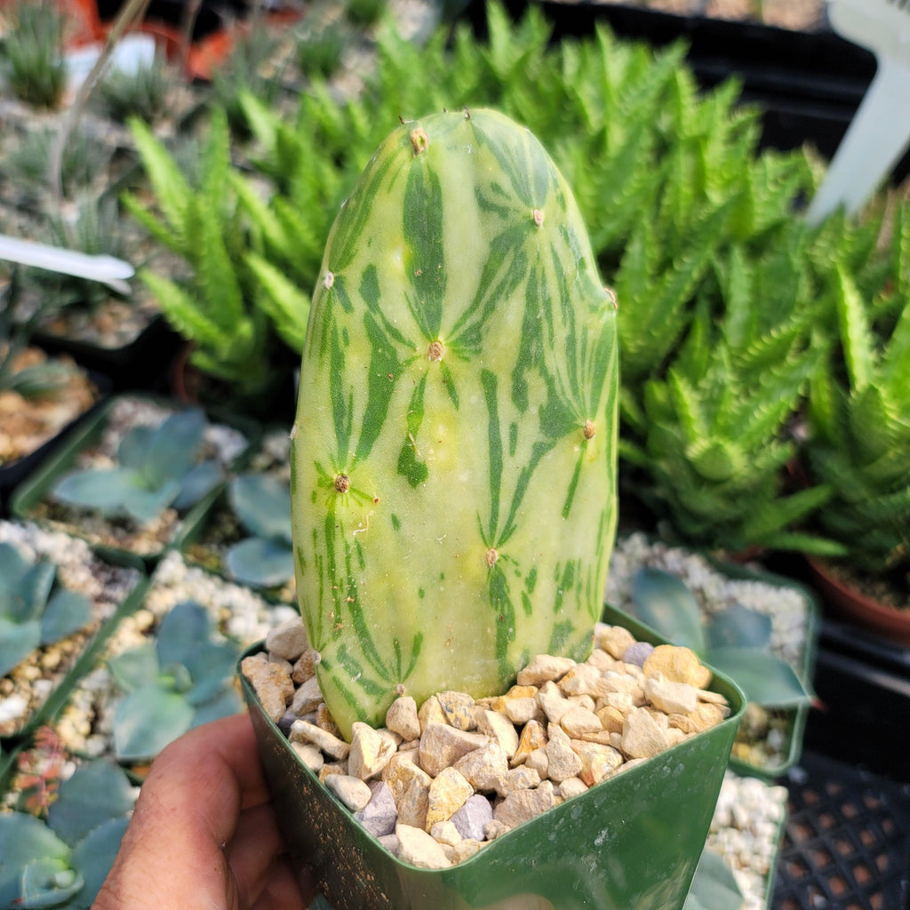 Opuntia Star Dust small