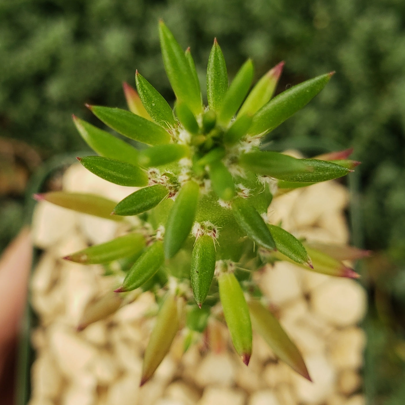 needle succulent plant Shop 'Austrocylindropuntia subulata - Eve's Needle Cactus' Care and Info
