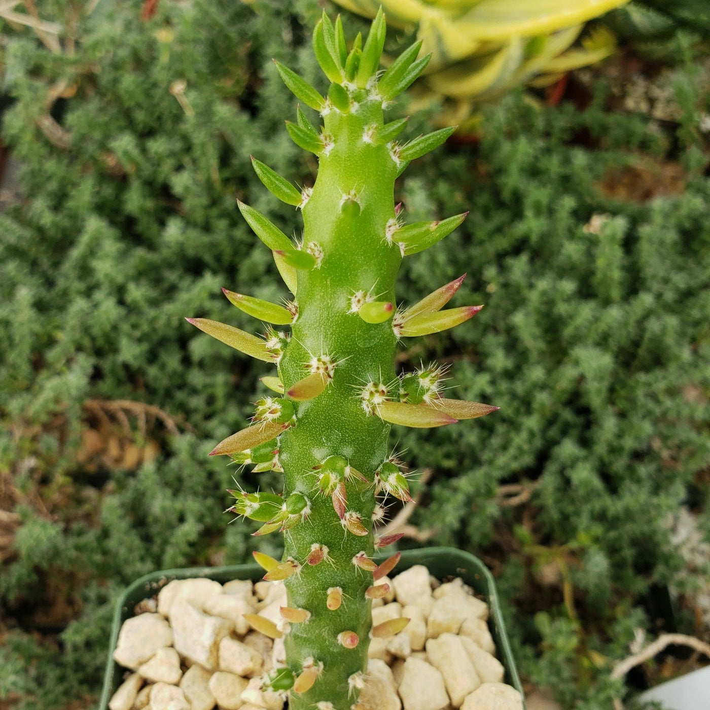 needle succulent Shop 'Austrocylindropuntia subulata - Eve's Needle Cactus' Care and Info