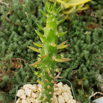Eve's Needle Cactus