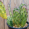 Sunburst Prickly Pear - Opuntia cochenillifera variegata Cluster