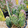 Sunburst Prickly Pear - Opuntia cochenillifera variegata Cluster