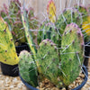 Sunburst Prickly Pear - Opuntia cochenillifera variegata Cluster