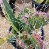 Sunburst Prickly Pear - Opuntia cochenillifera variegata Cluster