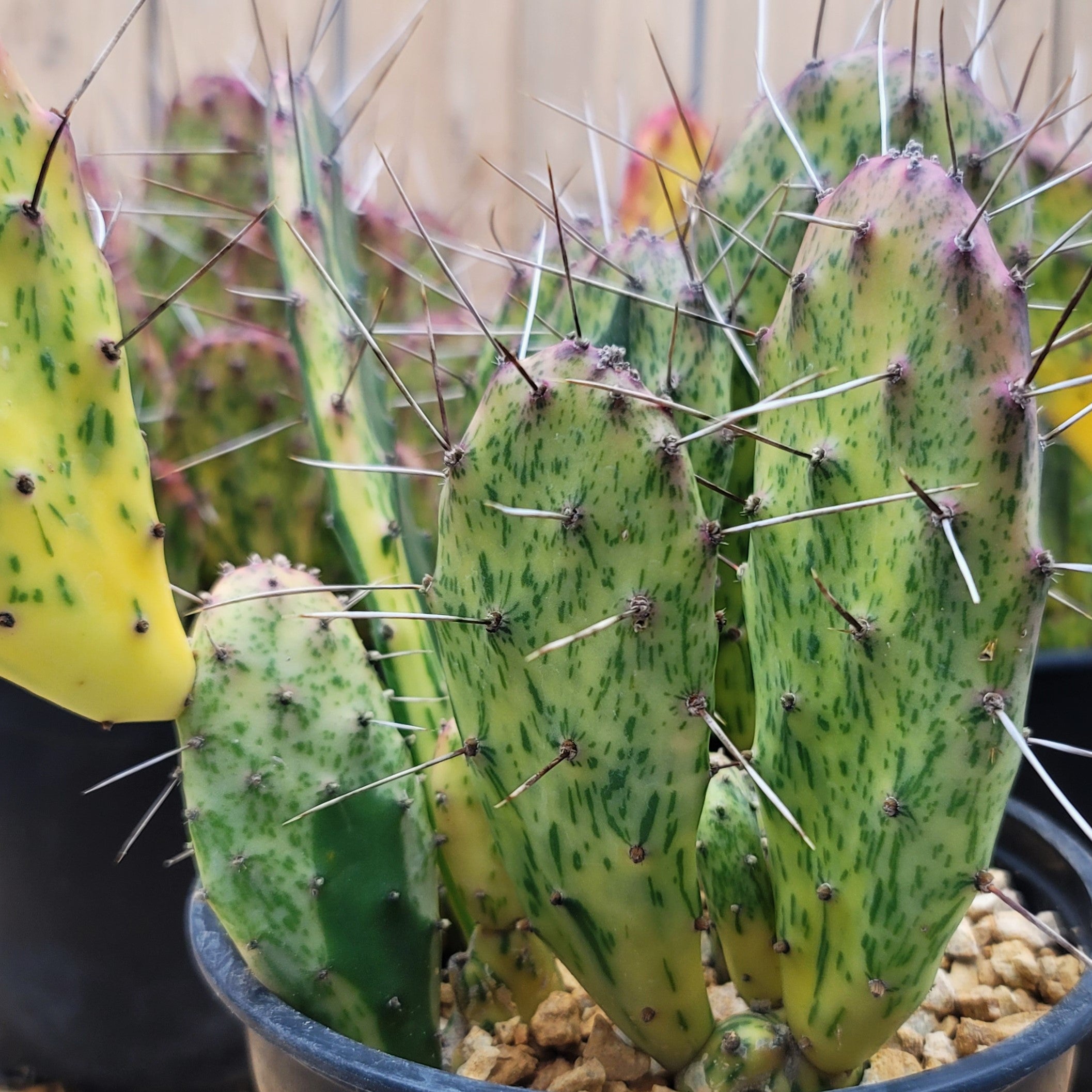 Sunburst Prickly Pear - Opuntia cochenillifera variegata Cluster