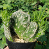 Opuntia vestita crested