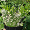 Opuntia vestita crested