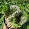 Opuntia vestita crested