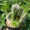 Opuntia vestita crested