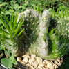 Opuntia vestita crested