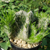 Opuntia vestita crested