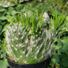 Opuntia vestita crested