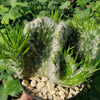 Opuntia vestita crested