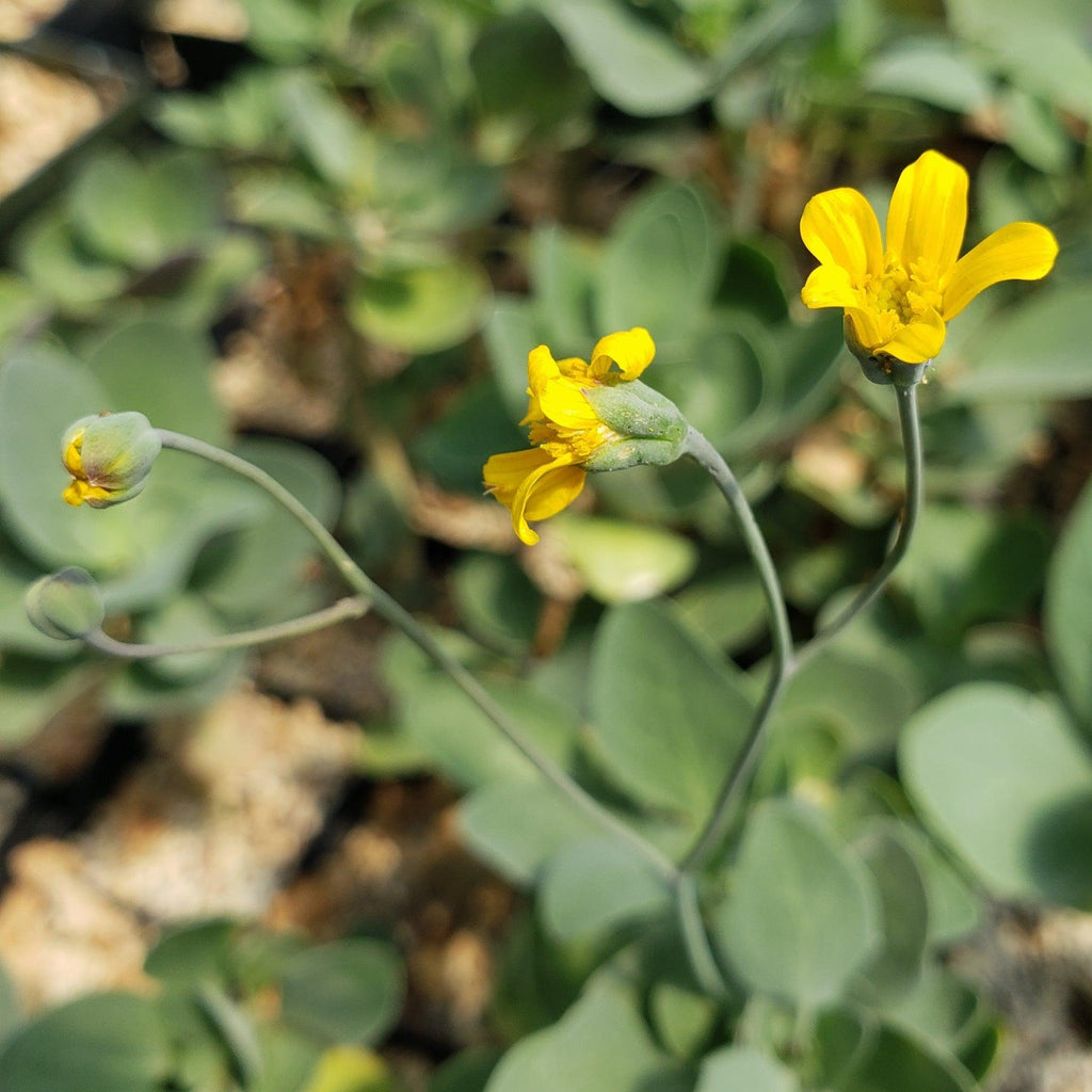 Othonna triplinervia