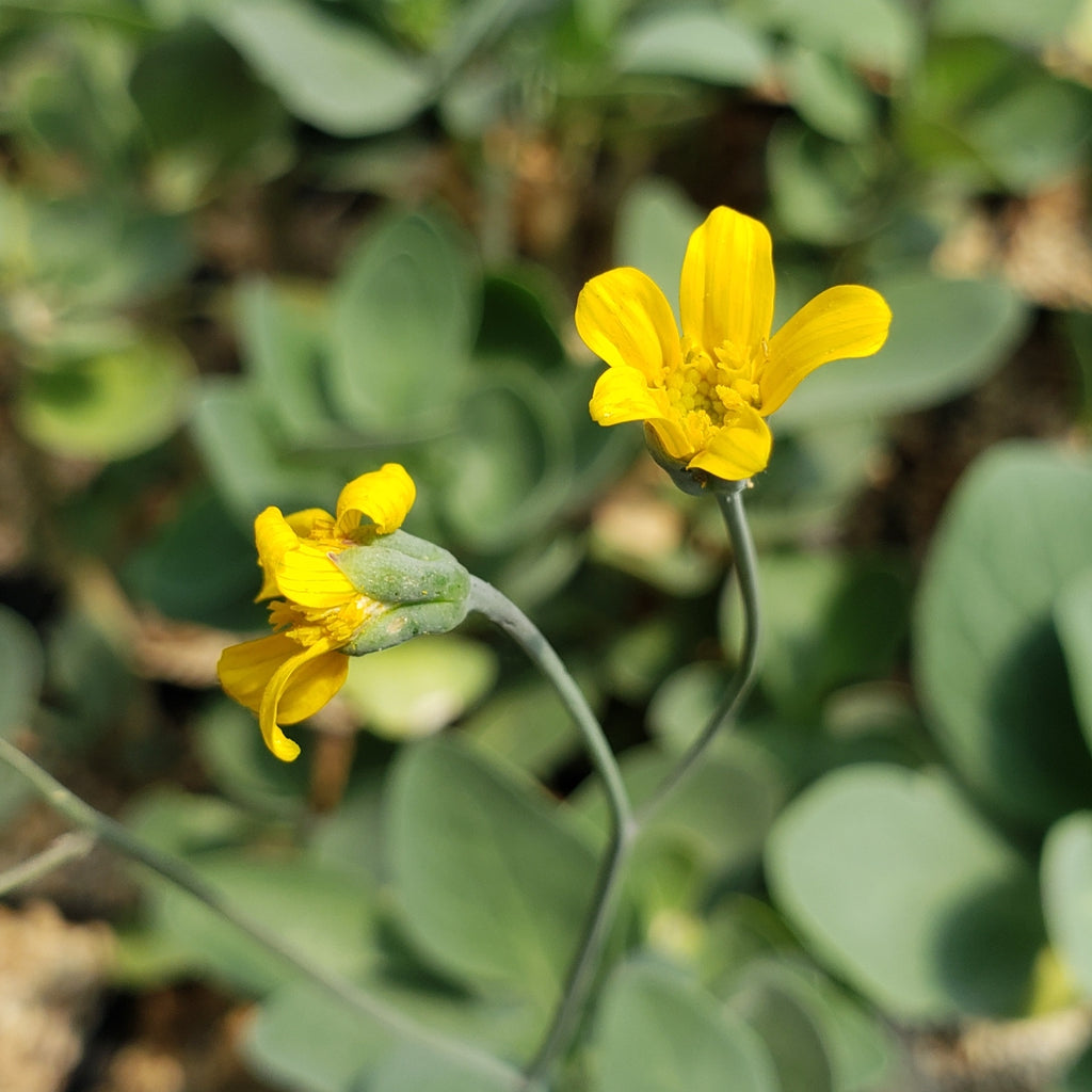 Othonna triplinervia