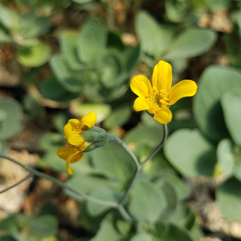 Othonna triplinervia