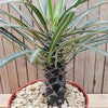 Silver Madagascar Palm - Pachypodium geayi -10