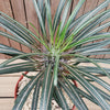 Silver Madagascar Palm - Pachypodium geayi -2