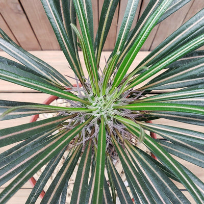 Silver Madagascar Palm - Pachypodium geayi - 6