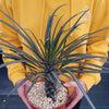 Silver Madagascar Palm - Pachypodium geayi -3