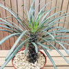 Silver Madagascar Palm - Pachypodium geayi - 9