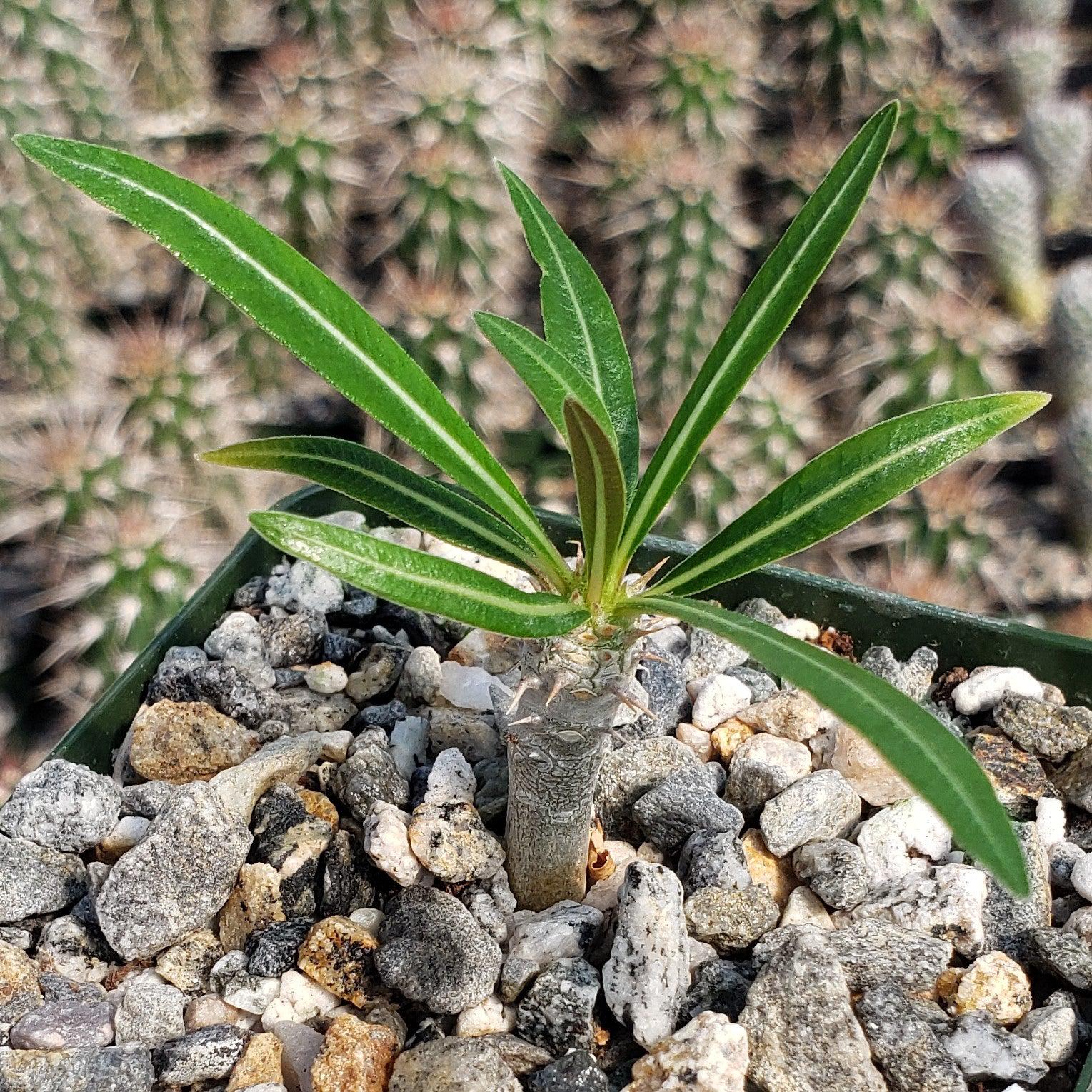 Pachypodium inopinatum