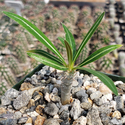 Pachypodium inopinatum