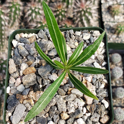 Pachypodium inopinatum