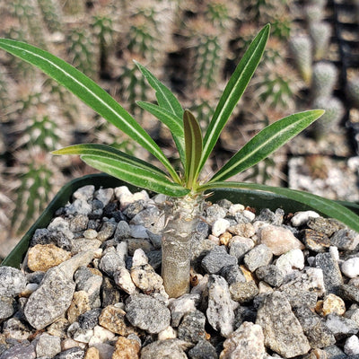 Pachypodium inopinatum