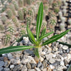 Pachypodium inopinatum