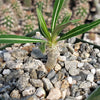 Pachypodium inopinatum