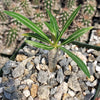 Pachypodium inopinatum