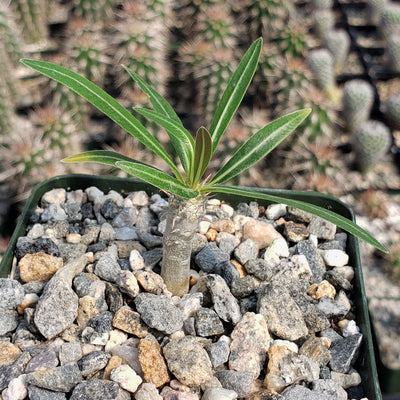 Pachypodium inopinatum