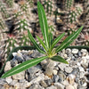 Pachypodium inopinatum