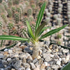 Pachypodium inopinatum