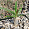 Pachypodium inopinatum