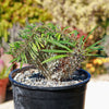 Crested Madagascar Palm - Pachypodium lamerei