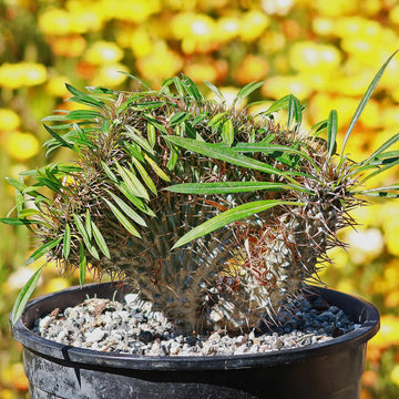 succulents from madagascar Crested Madagascar Palm