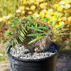 Crested Madagascar Palm - Pachypodium lamerei