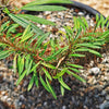 Crested Madagascar Palm - Pachypodium lamerei