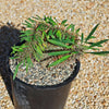 Crested Madagascar Palm - Pachypodium lamerei