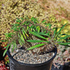 Crested Madagascar Palm - Pachypodium lamerei