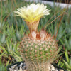 Common Ball Cactus - Parodia erubescense