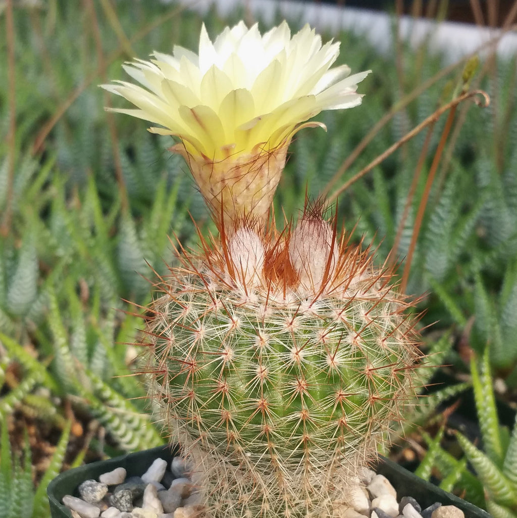 Common Ball Cactus - Parodia erubescense